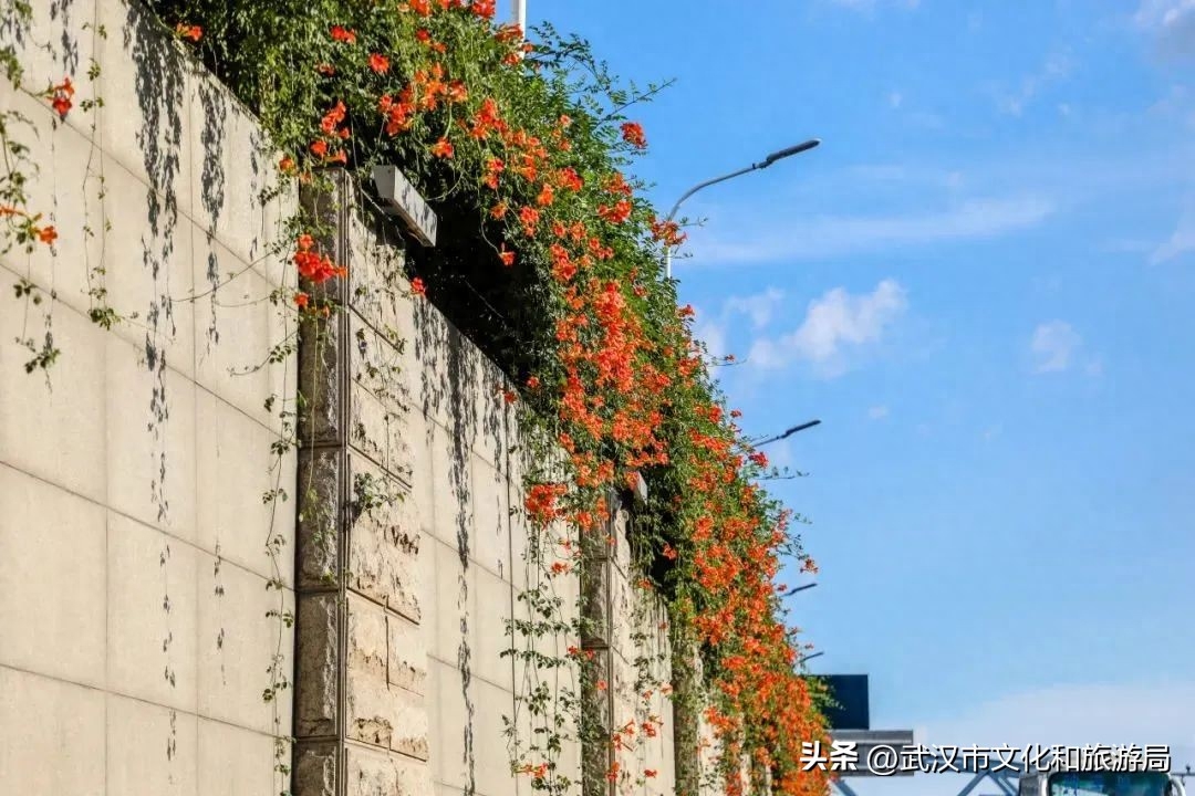 在武昌古城，邂逅长在诗词里的凌霄花(图9)