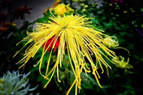 《道德经》：以自己的意志强加于人的多(图1)