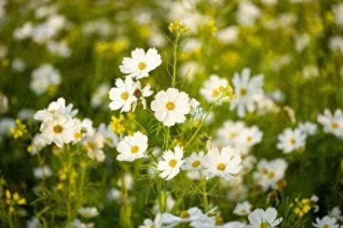 晒风景的温柔治愈系句子(图1)