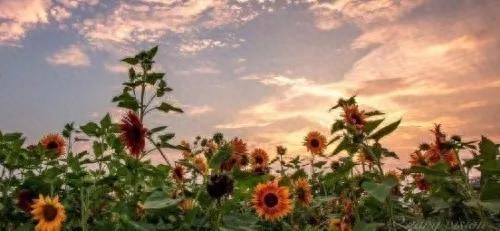 晒风景的温柔治愈系句子(图6)