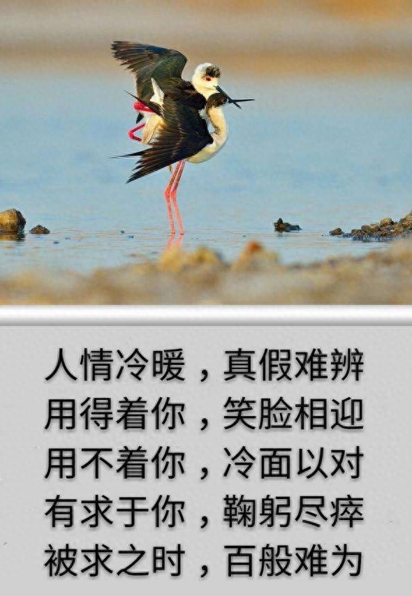 交人交心浇花浇根的经典句子教你如何认识真正的知己(图6)