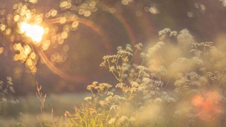 唯美短句，让你感悟生命中的美好(图2)