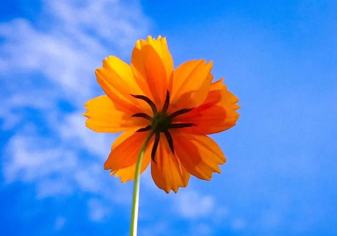 记录生活的美好的句子，留下生命中的美好瞬间(图2)