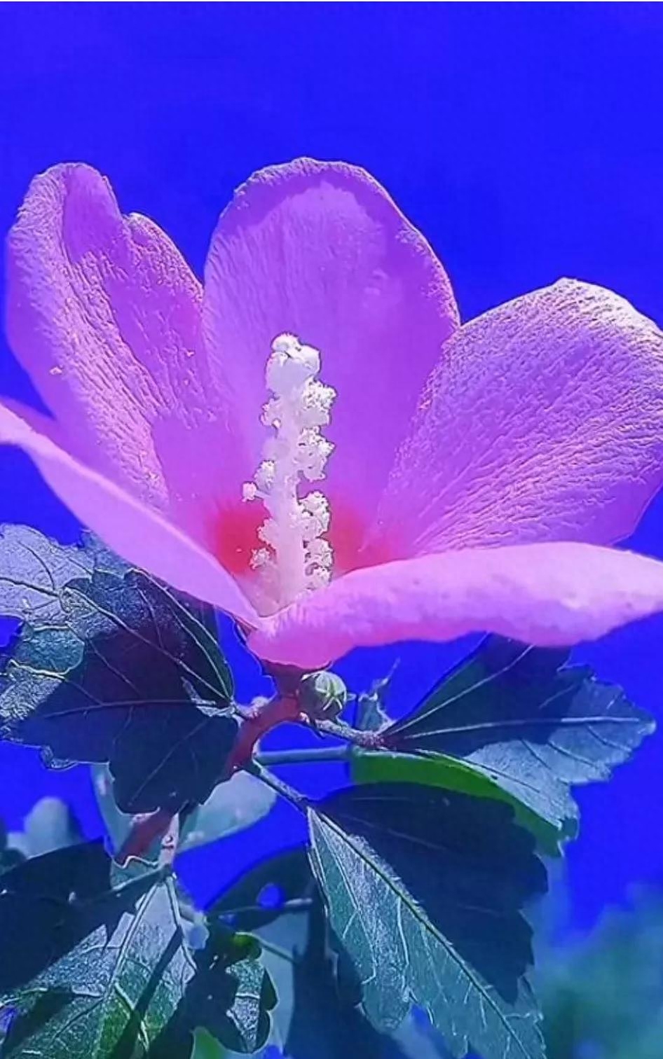 世人千千万，独宠你一人(图2)