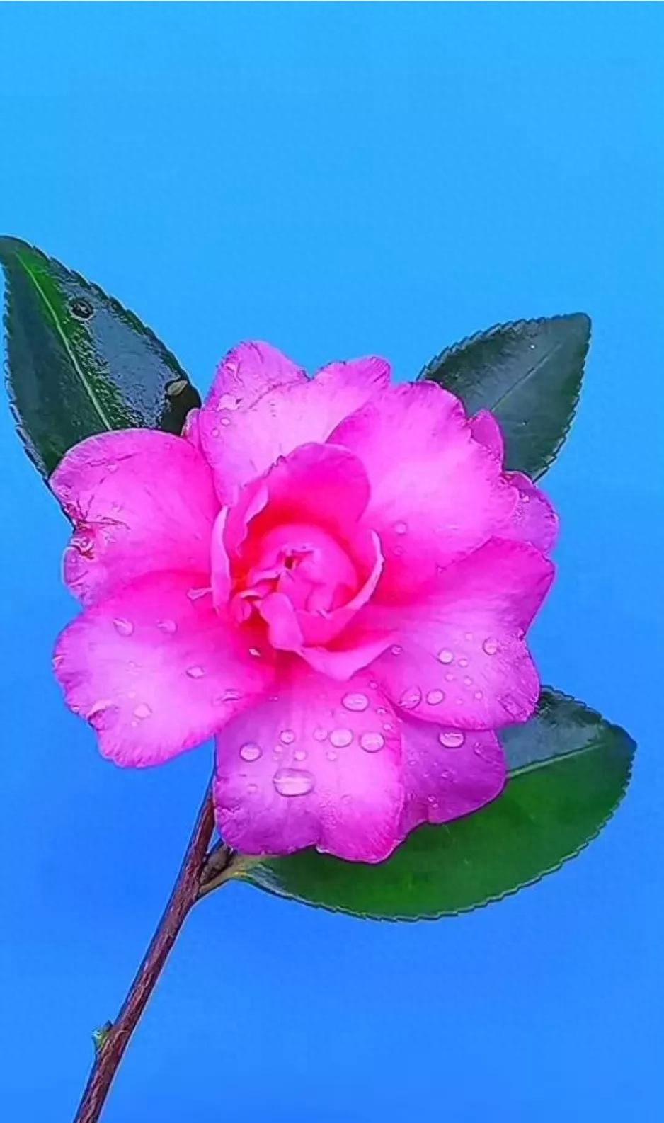 世人千千万，独宠你一人(图3)