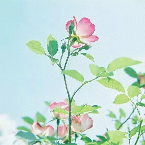 七月，愿所有的美好，都如约而至(图4)