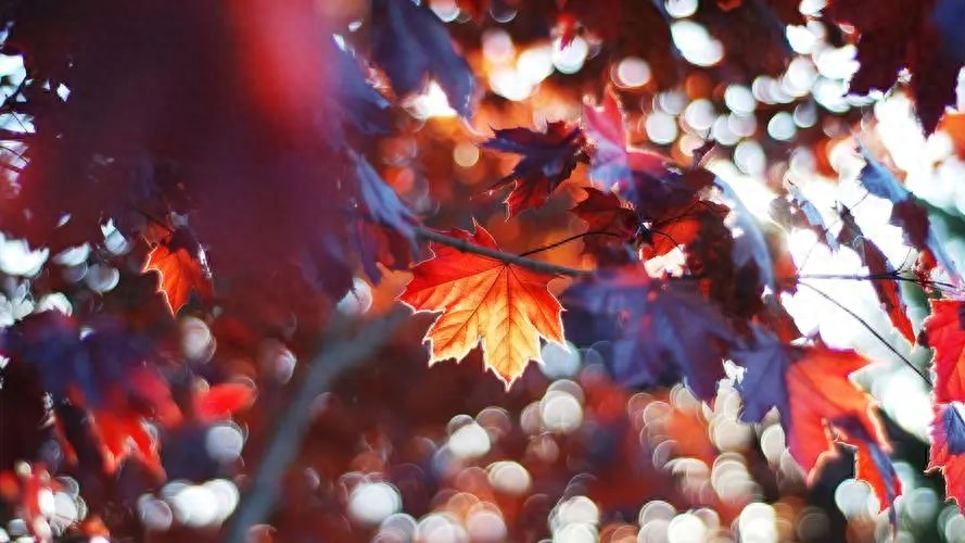 万家灯火的优美句子，灯火辉煌，温暖万家(图3)