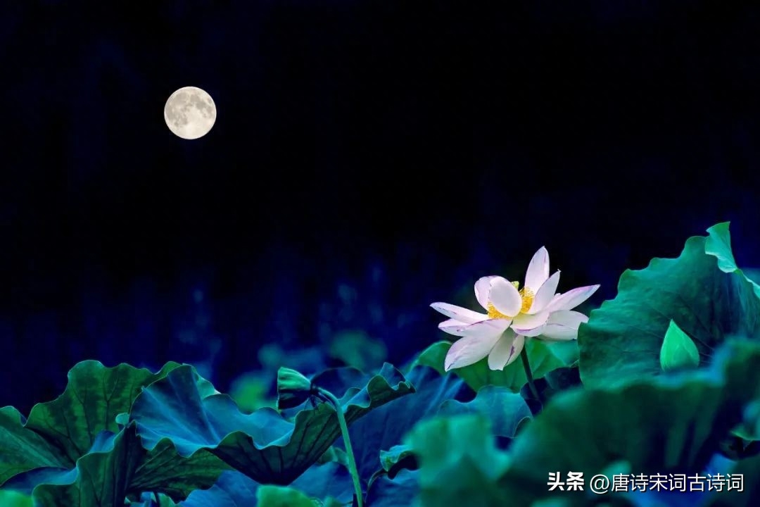 夏夜我没睡，等风等月等何人(图5)