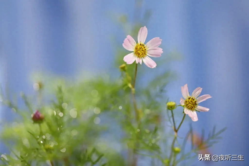 「夜听」没有完美的人生，只有最好的心态(图3)