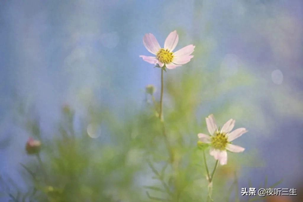 「夜听」没有完美的人生，只有最好的心态(图5)