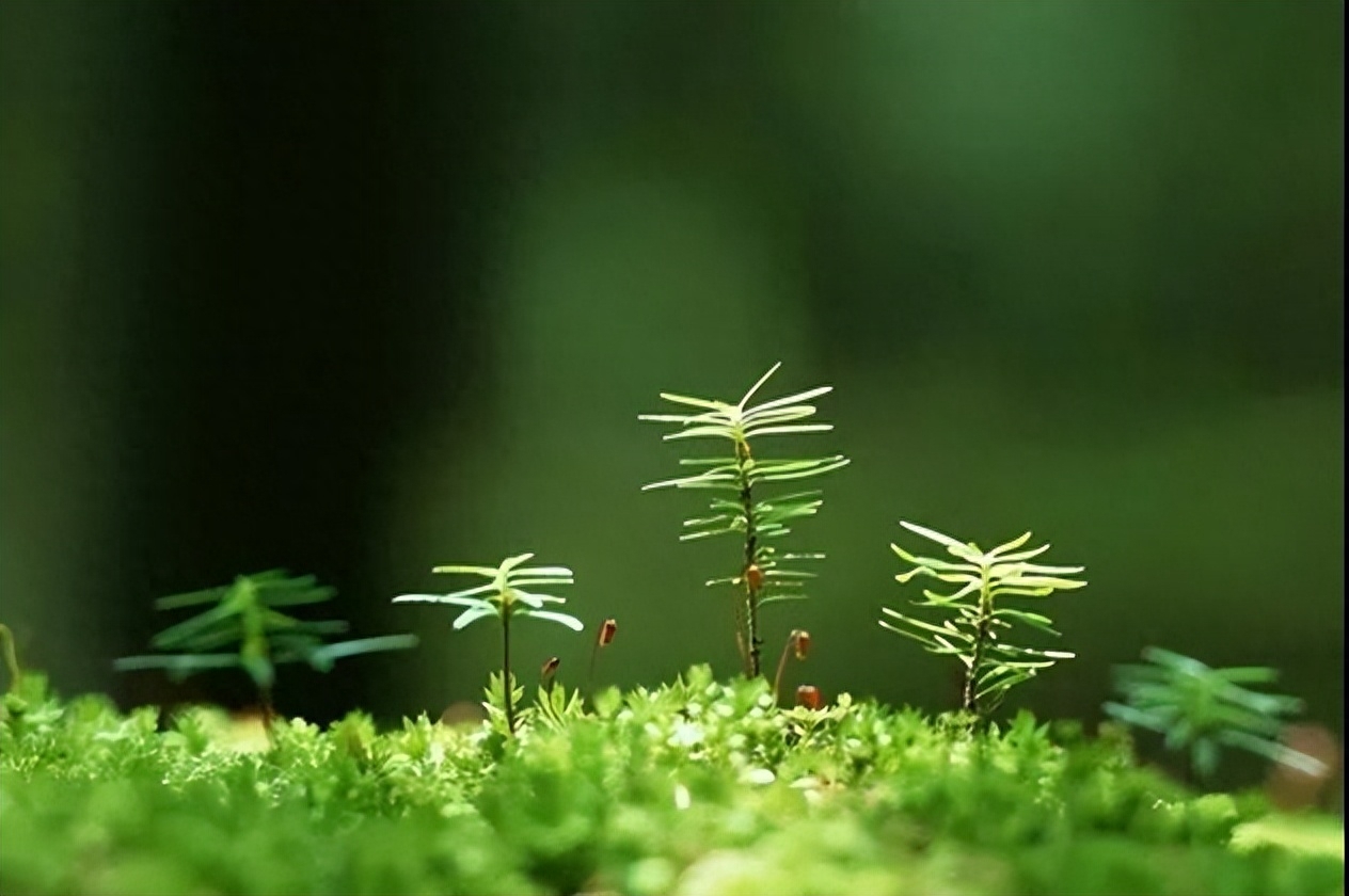 哀思寄语八个字(图3)