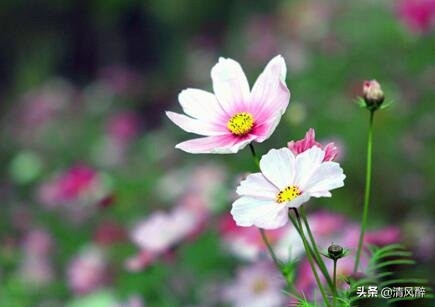 关于母爱的唯美语录(图1)