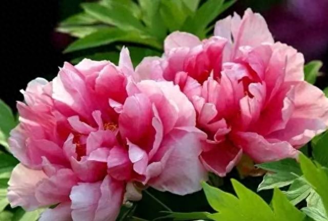 人到老年，这样活很美！句句经典，建议看看(图7)