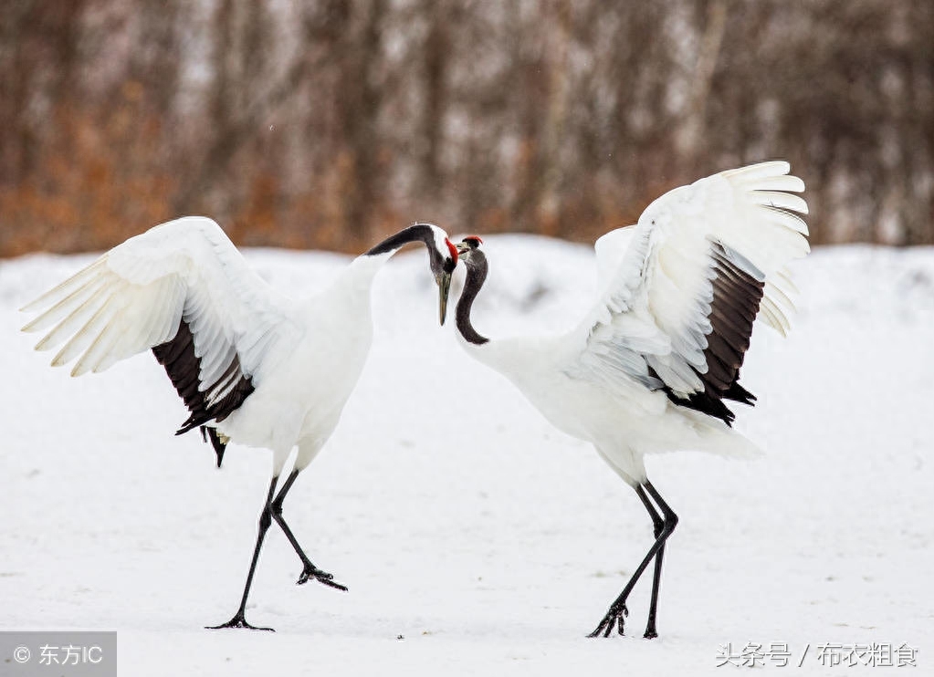 哪位高人总结了老年生活8句话，句句精辟，值得珍藏(图1)