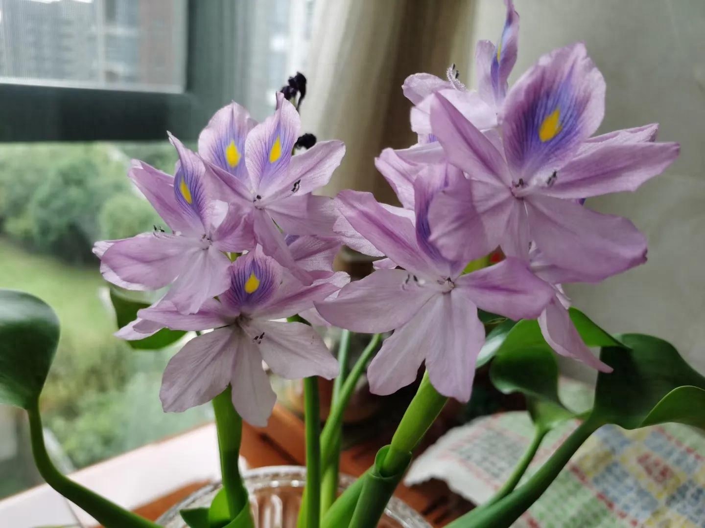 养花感悟—感恩(图2) 养花感悟—感恩(图2)