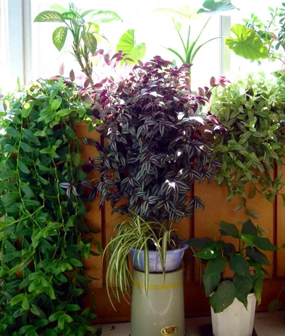 养花感悟—感恩(图3) 养花感悟—感恩(图3)