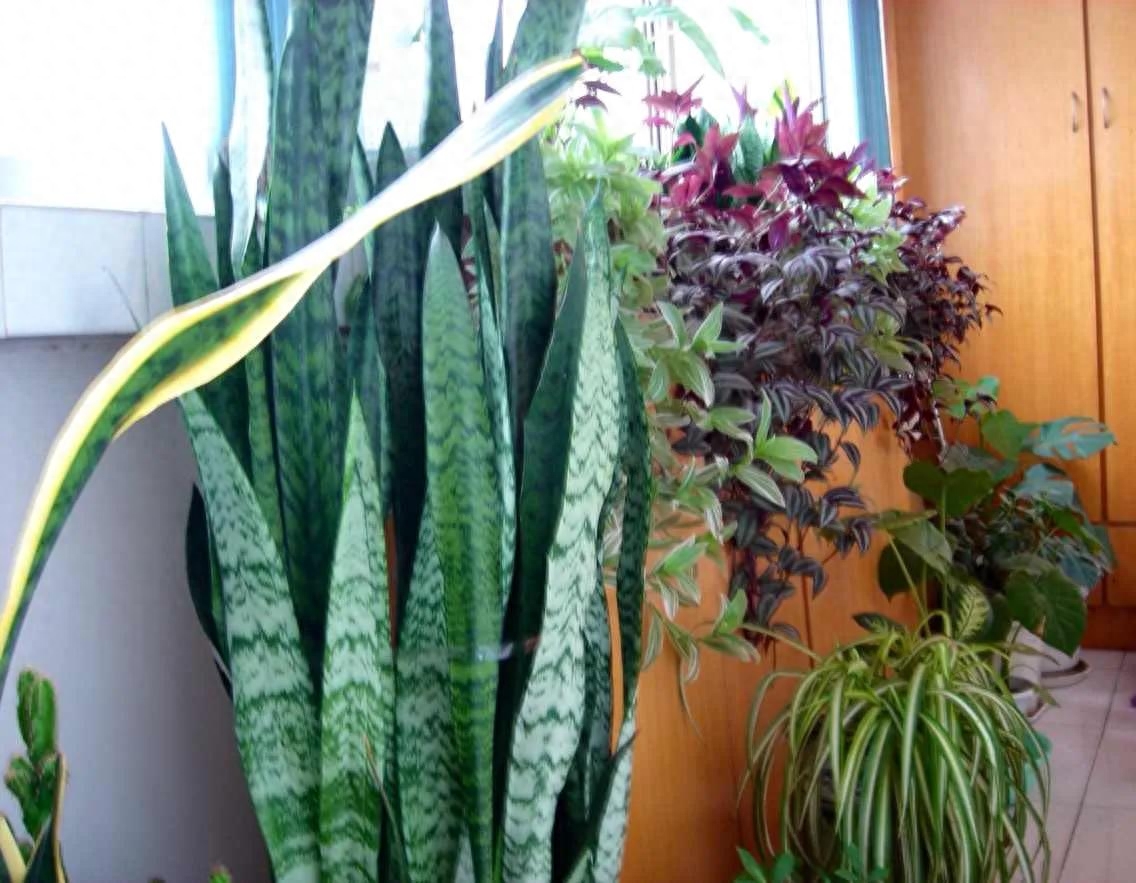 养花感悟—感恩(图4) 养花感悟—感恩(图4)