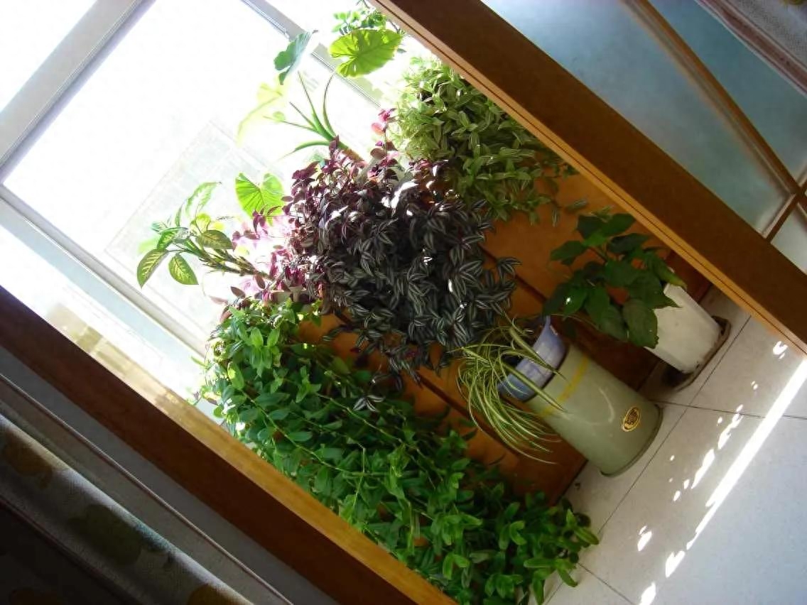 养花感悟—感恩(图5) 养花感悟—感恩(图5)