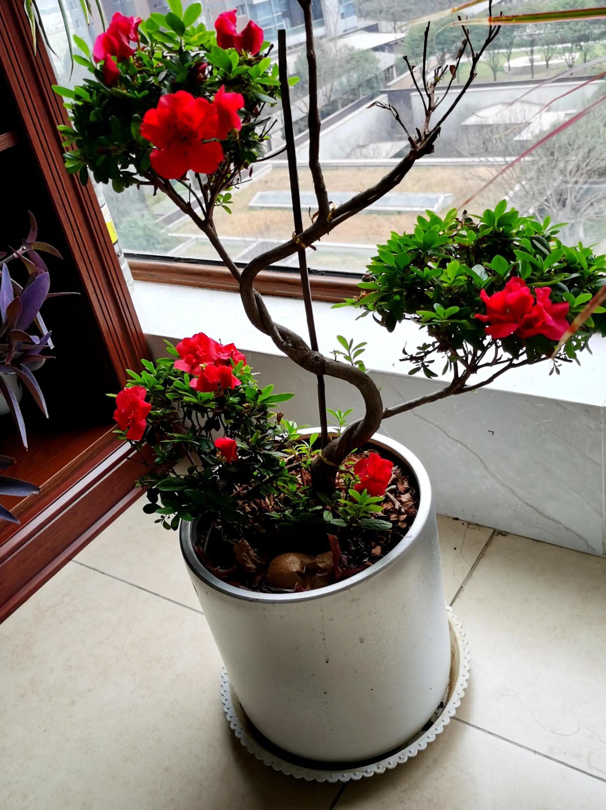 养花感悟—感恩(图6) 养花感悟—感恩(图6)