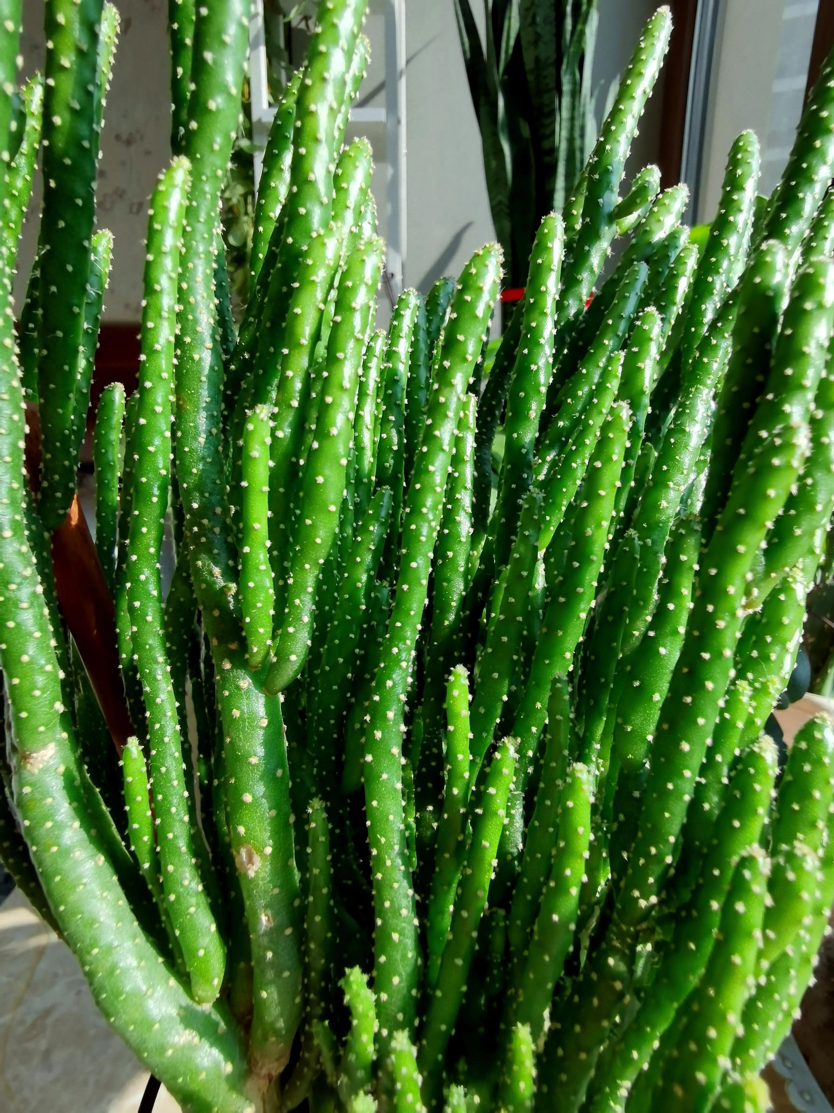 养花感悟—感恩(图7) 养花感悟—感恩(图7)