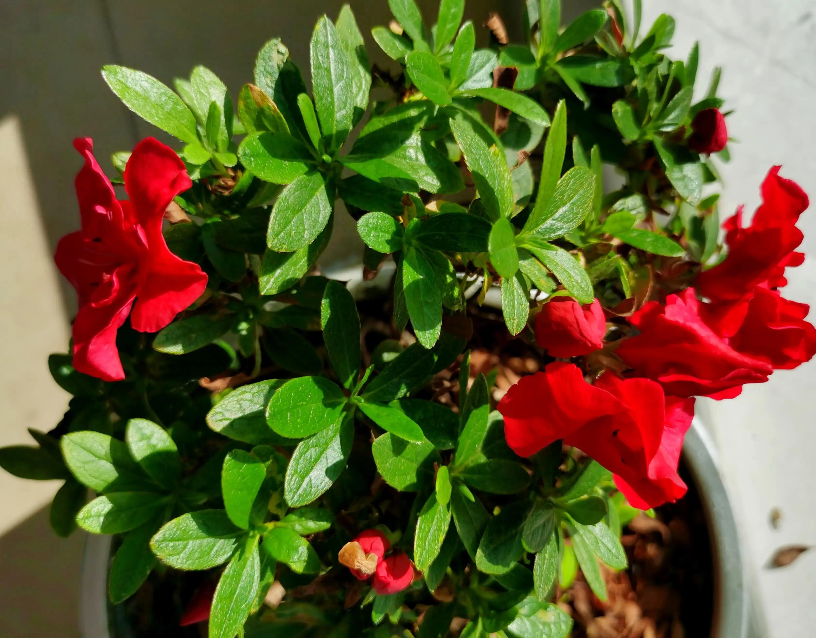 养花感悟—感恩(图8) 养花感悟—感恩(图8)