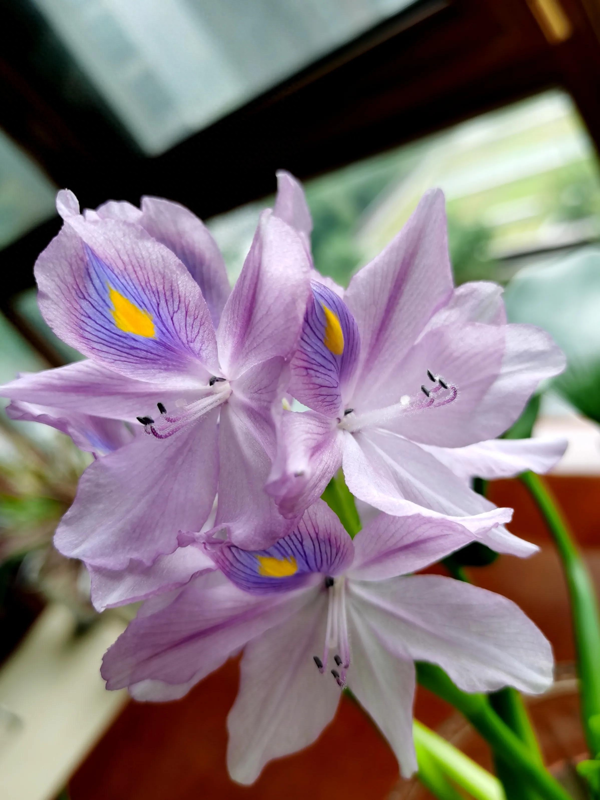 养花感悟—感恩(图9)