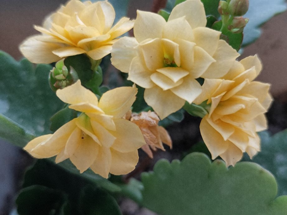 养花，犹如经营一段美好的婚姻(图1)