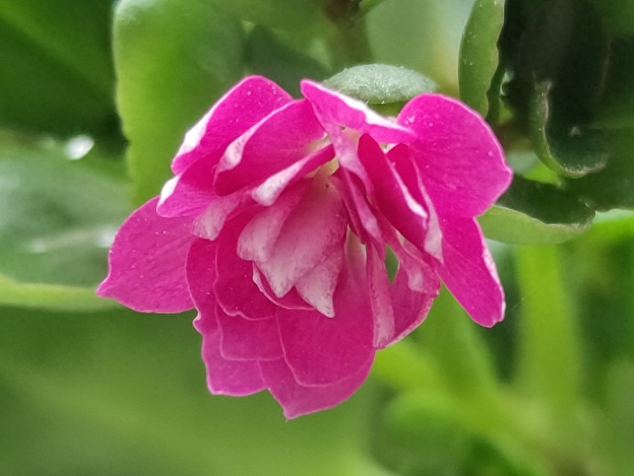 养花，犹如经营一段美好的婚姻(图2)