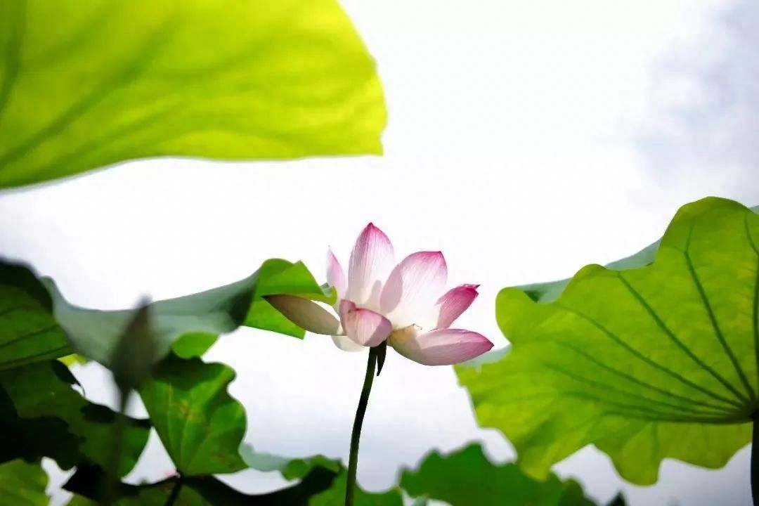 古代经典廉政对联90副（校误版）(图6)