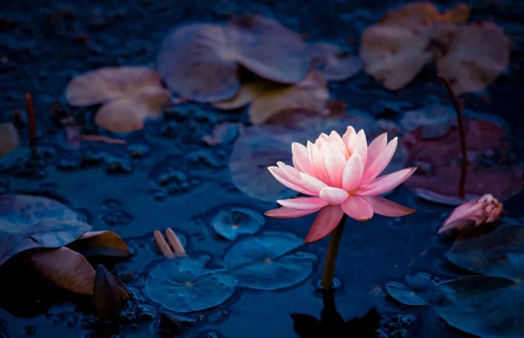 ​八首清夜诗词：觅一处静谧，得一处心安(图7)