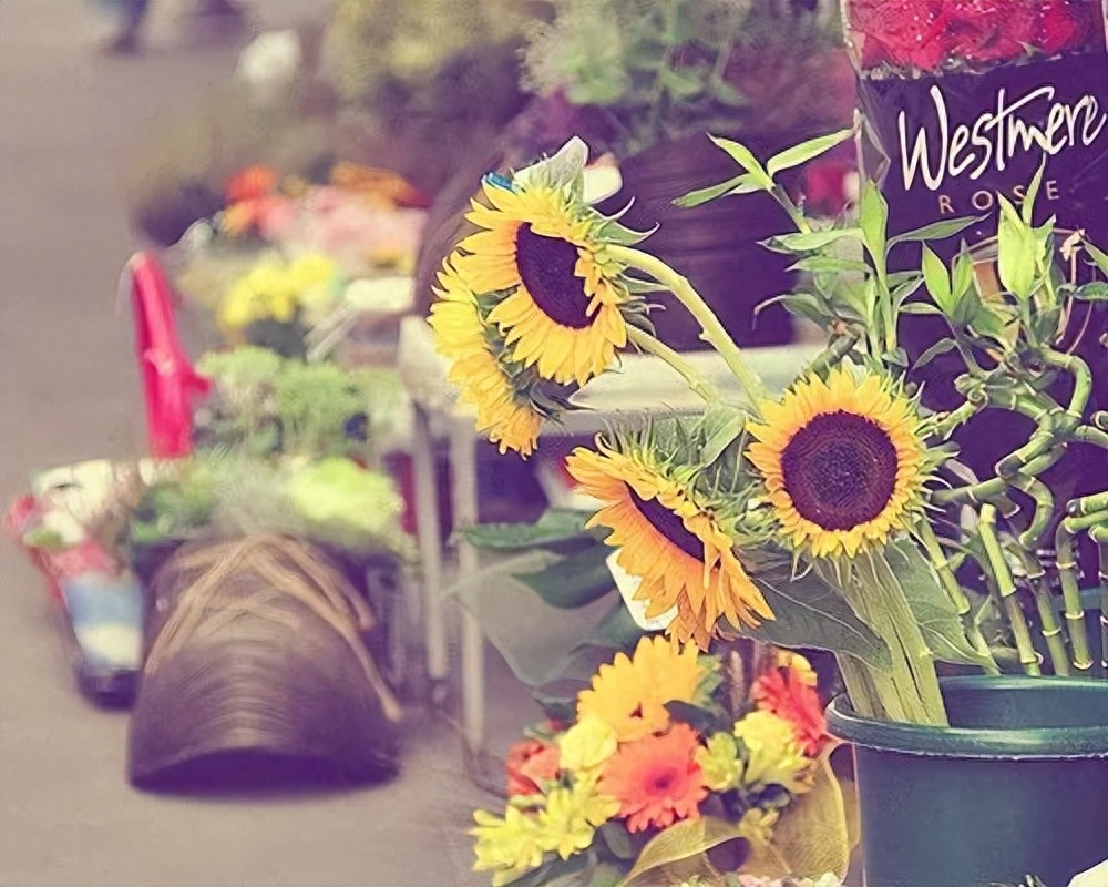 喜欢安静的简短唯美句子：安静的时光仿佛可以抚平一切悲伤和不快(图4)