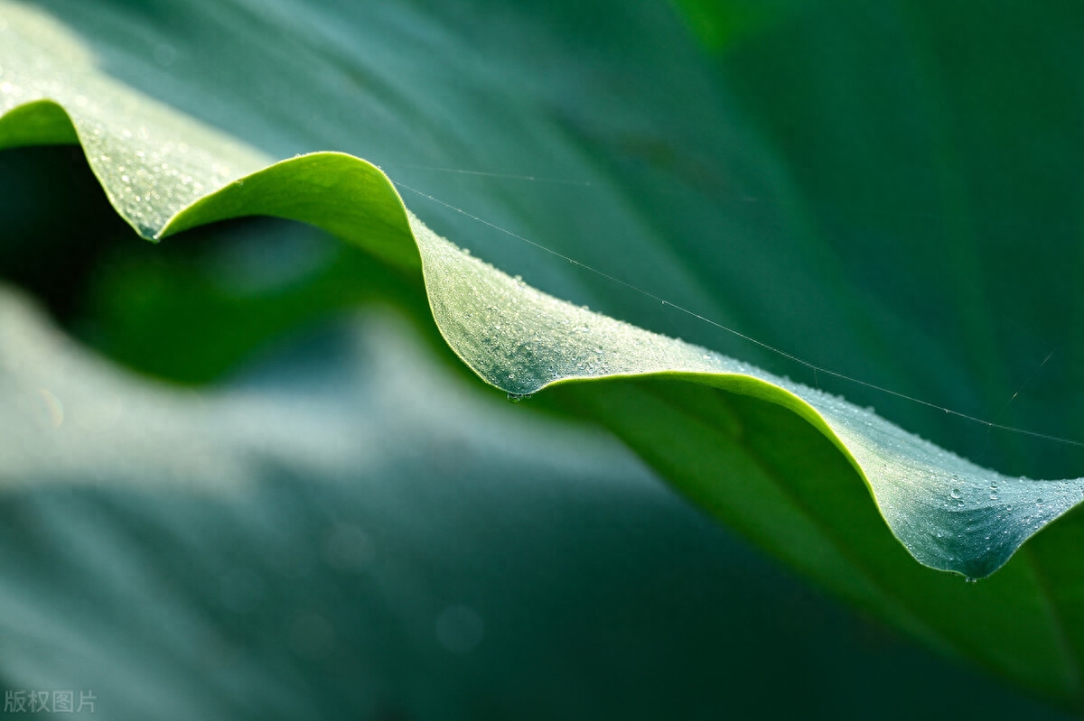素心如水，寂静相安，以莲的姿态恬淡，盈生活一抹微笑(图1)