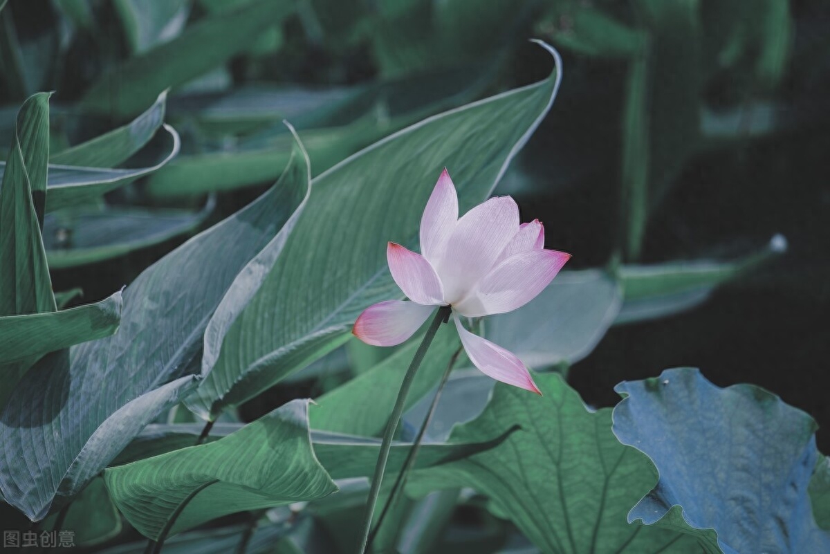 素心如水，寂静相安，以莲的姿态恬淡，盈生活一抹微笑(图2)