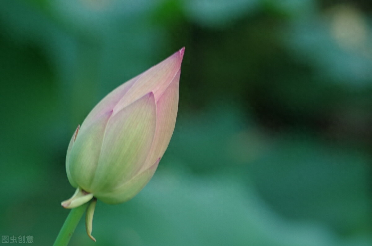 素心如水，寂静相安，以莲的姿态恬淡，盈生活一抹微笑(图3)