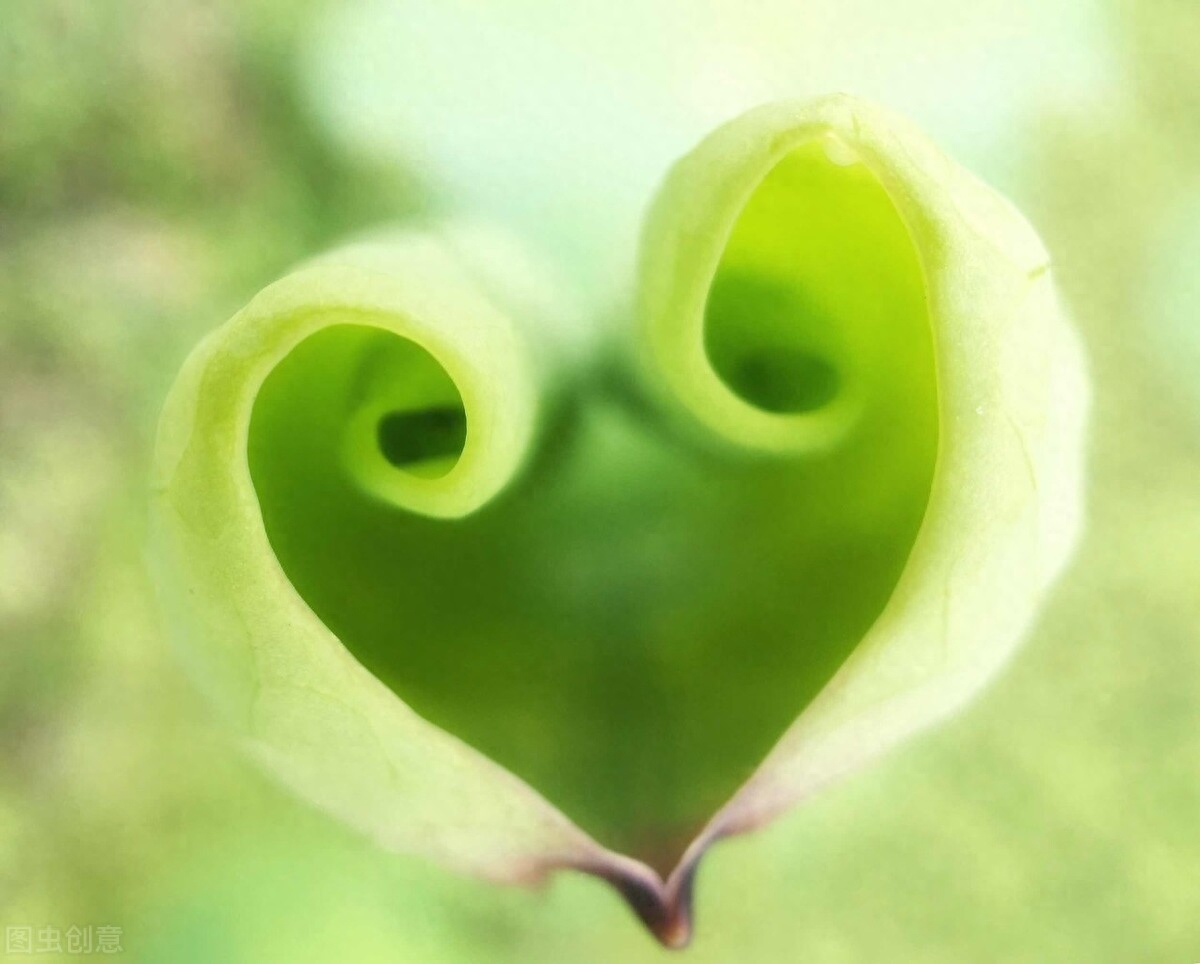 素心如水，寂静相安，以莲的姿态恬淡，盈生活一抹微笑(图4)