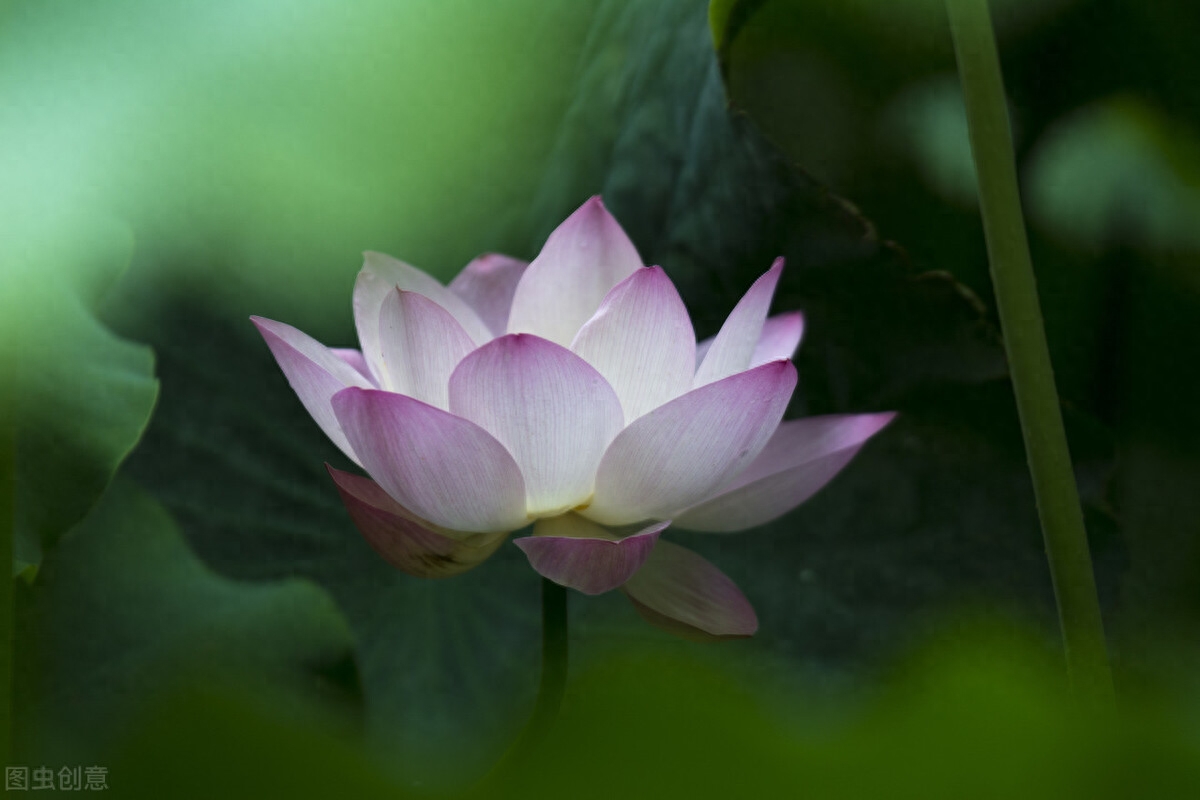 素心如水，寂静相安，以莲的姿态恬淡，盈生活一抹微笑(图5)