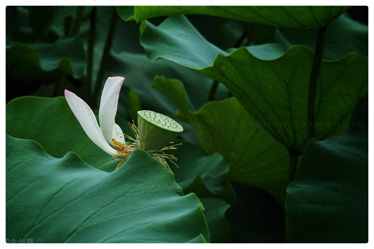 素心如水，寂静相安，以莲的姿态恬淡，盈生活一抹微笑(图6)