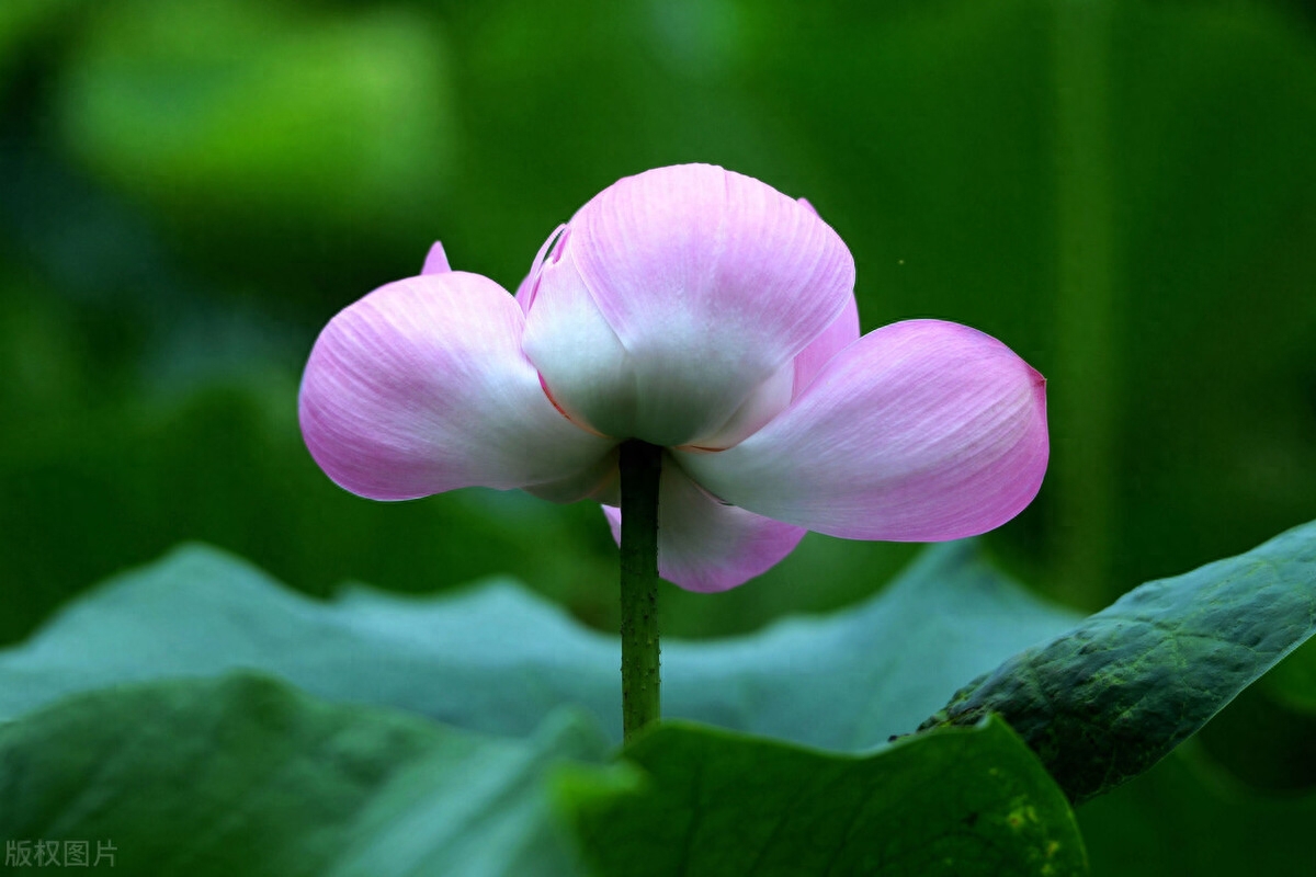 素心如水，寂静相安，以莲的姿态恬淡，盈生活一抹微笑(图7)