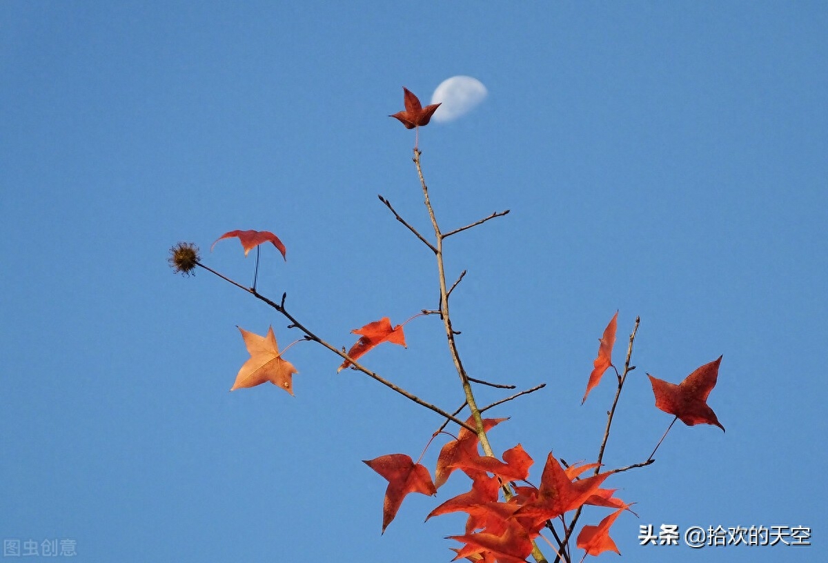 文案摘录丨烹茶煮酒别古秋(图1)