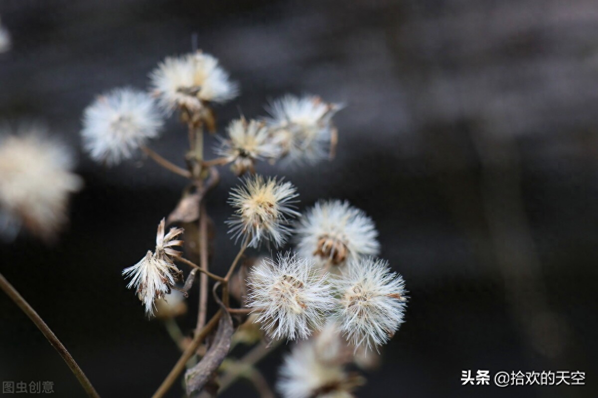文案摘录丨烹茶煮酒别古秋(图4)