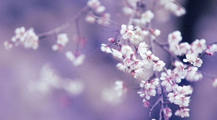 禅语：与人为善，才能善始善终(图1)