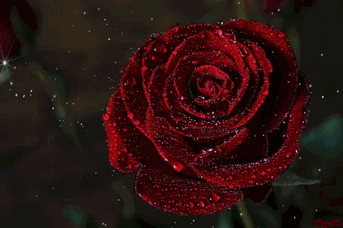 爱的表达式 520＝我爱你！(图6)