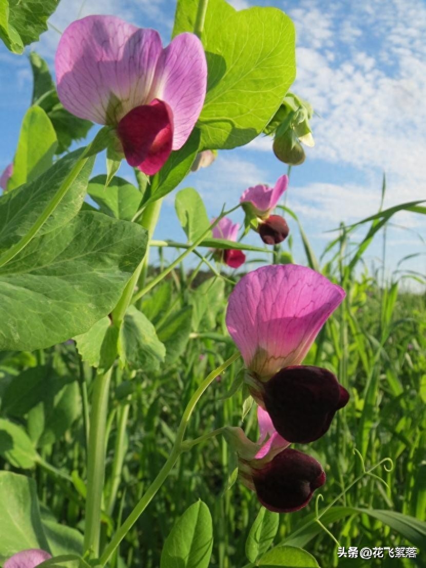 暑未消，秋将至，时光低眉处，织一纸素心，诉一场往事如烟(图2)