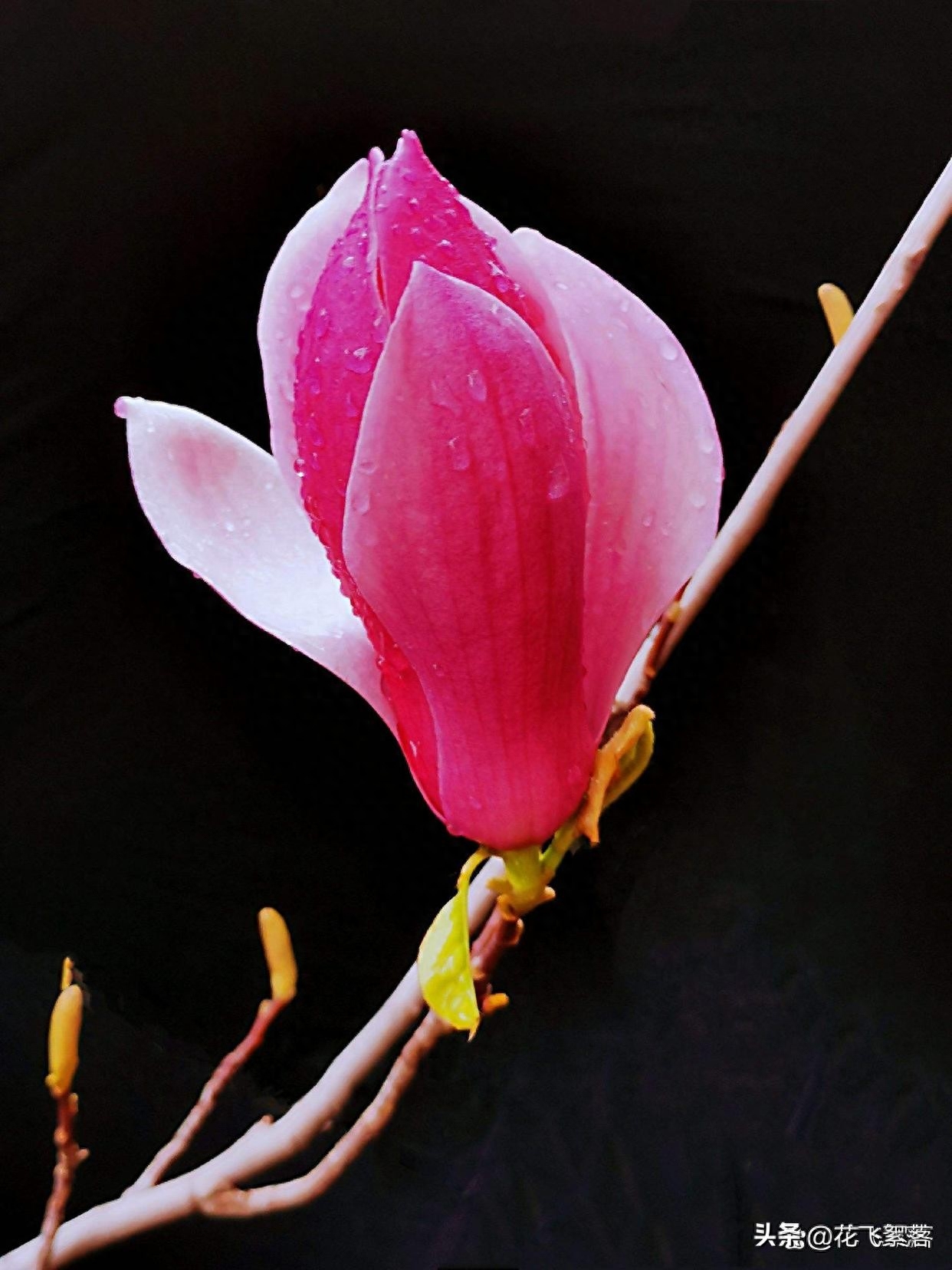 暑未消，秋将至，时光低眉处，织一纸素心，诉一场往事如烟(图3)