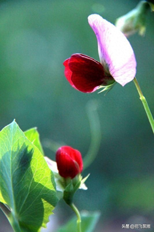 暑未消，秋将至，时光低眉处，织一纸素心，诉一场往事如烟(图5)