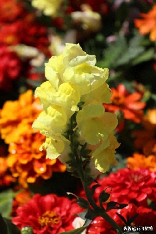 初秋：愿你以素心，阅来日方长；愿你晨昏相依，四季欢喜(图3)