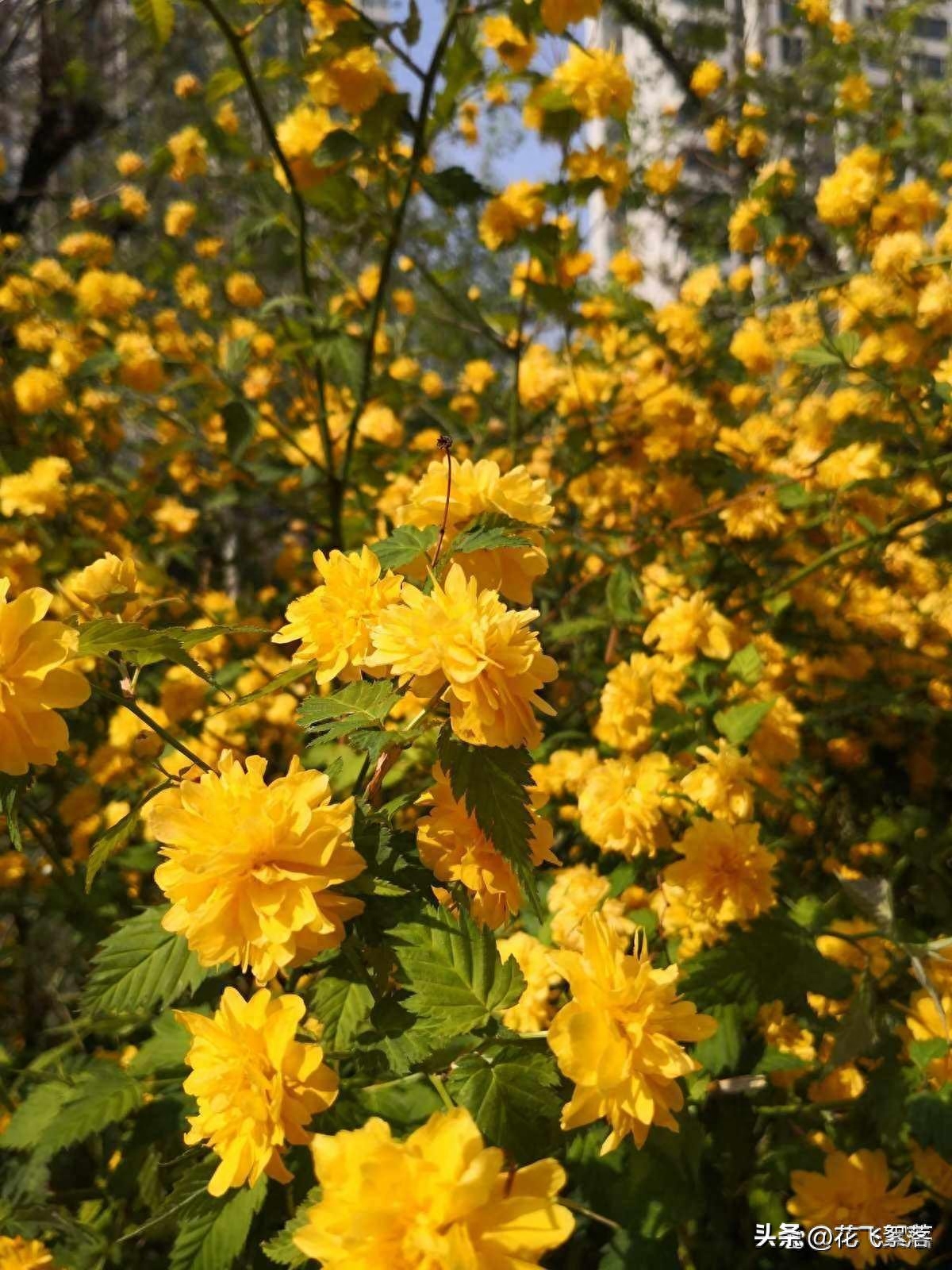 初秋：愿你以素心，阅来日方长；愿你晨昏相依，四季欢喜(图4)