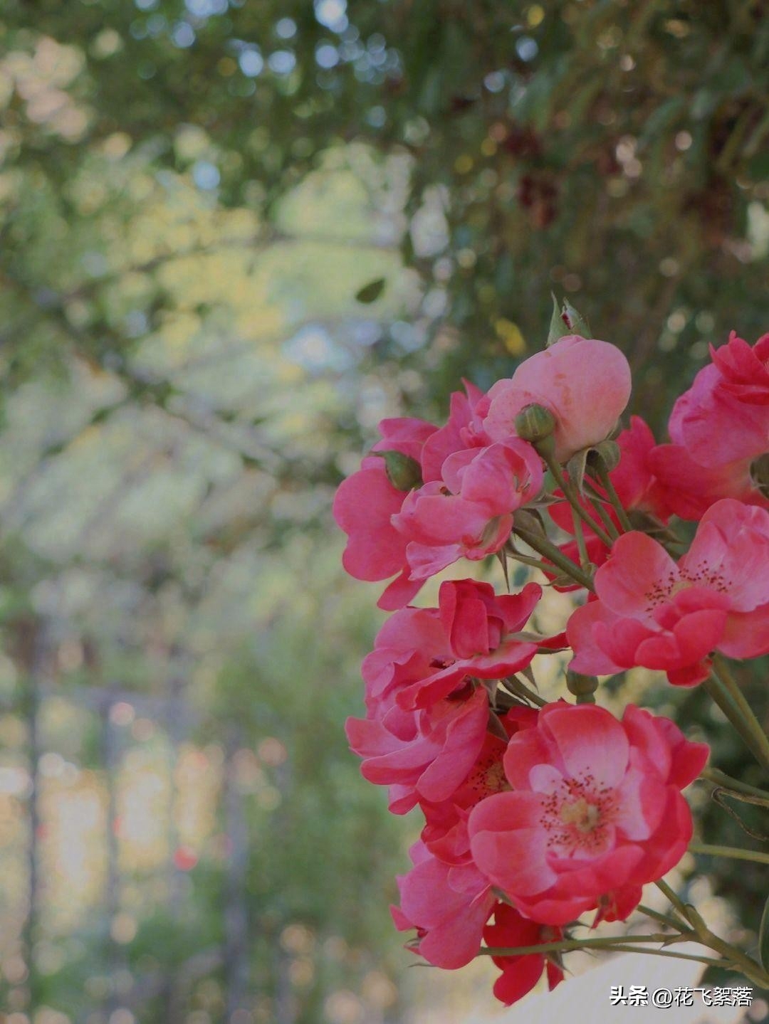 初秋：愿你以素心，阅来日方长；愿你晨昏相依，四季欢喜(图5)