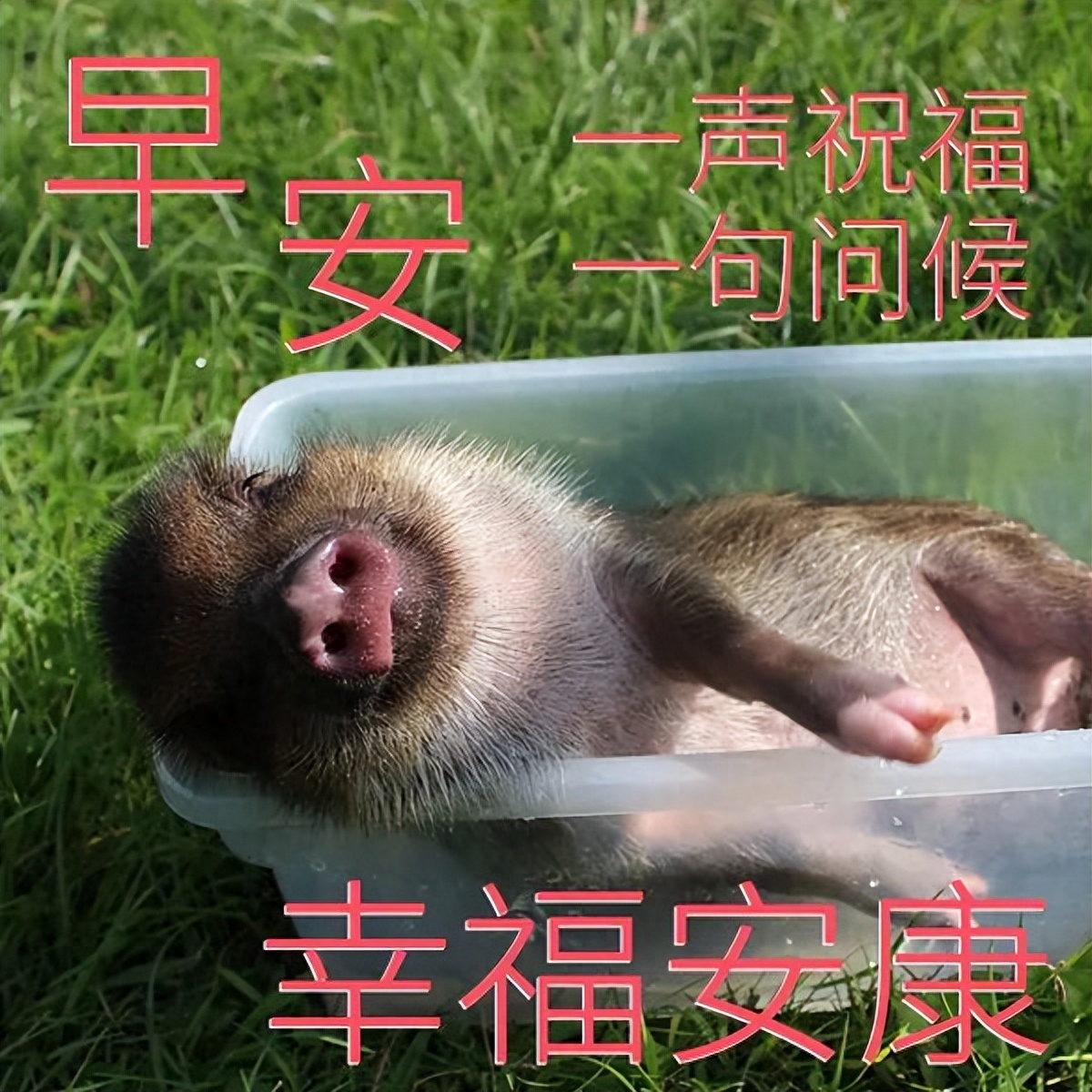 2022.04.09早安心语，早上好励志问候语，愿你每天开开心心(图7)