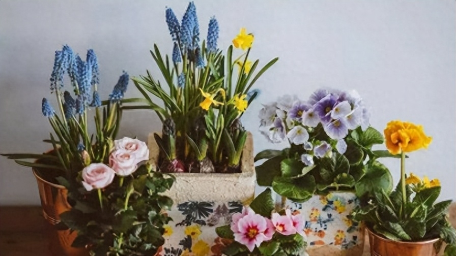 自己养花晒朋友圈的说说文案 享受赏花的心情短语(图2)